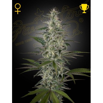 Hawaiian Snow
- Sativa 80% / Indica 20%
- 12 Settimane
- Ultima settimana di ottobre