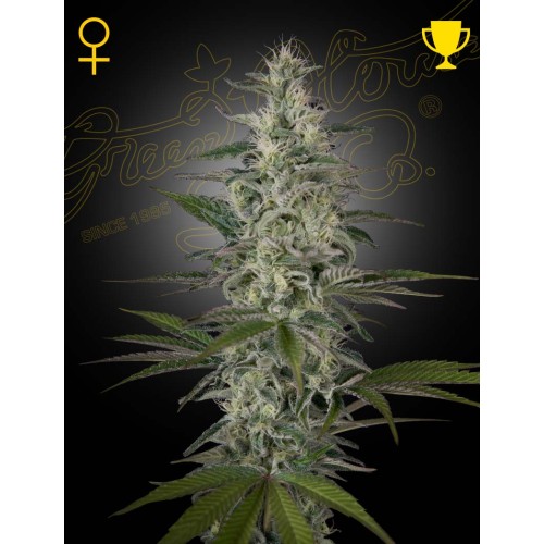 Hawaiian Snow

- Sativa 80% / Indica 20%

- 12 Settimane

- Ultima settimana di ottobre