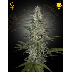 Hawaiian Snow

- Sativa 80% / Indica 20%

- 12 Settimane

- Ultima settimana di ottobre