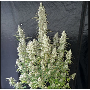 ((Gusher: Triangle Kush x Gelato) x Auto Brooklyn Sunrise) 2