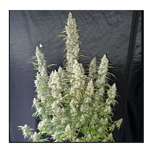 Auto Oh My Gusher - Dutch Passion femminizzati