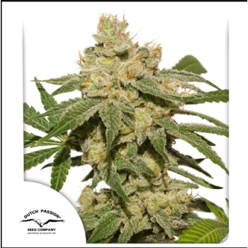((Gusher: Triangle Kush x Gelato) x Auto Brooklyn Sunrise)