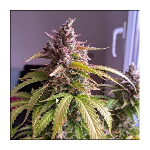 Auto Oh My Gusher - Dutch Passion femminizzati