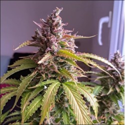 Auto Oh My Gusher - Dutch Passion femminizzati