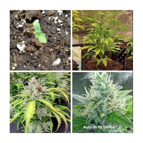 Auto Oh My Gusher - Dutch Passion femminizzati