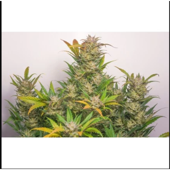 Auto Mokum'S Tulip
- Mokum's Tulip x Auto Colorado Cookies
- Ibrido
- 11-12 Settimane 2