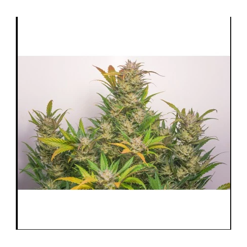 Auto Mokum's Tulip - Dutch Passion femminizzati