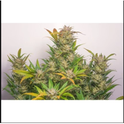 Auto Mokum's Tulip - Dutch Passion femminizzati