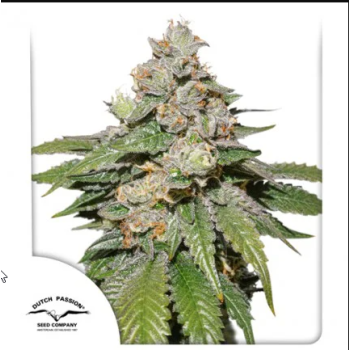 Auto Mokum'S Tulip
- Mokum's Tulip x Auto Colorado Cookies
- Ibrido
- 11-12 Settimane