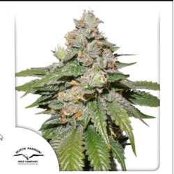 Auto Mokum'S Tulip

- Mokum's Tulip x Auto Colorado Cookies

- Ibrido

- 11-12 Settimane