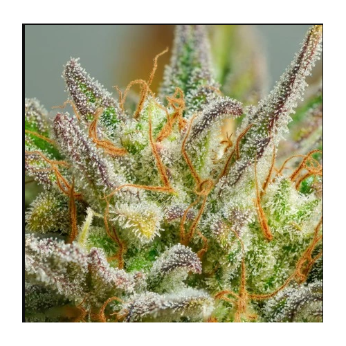 Auto Mokum's Tulip - Dutch Passion femminizzati