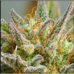 Auto Mokum's Tulip - Dutch Passion femminizzati