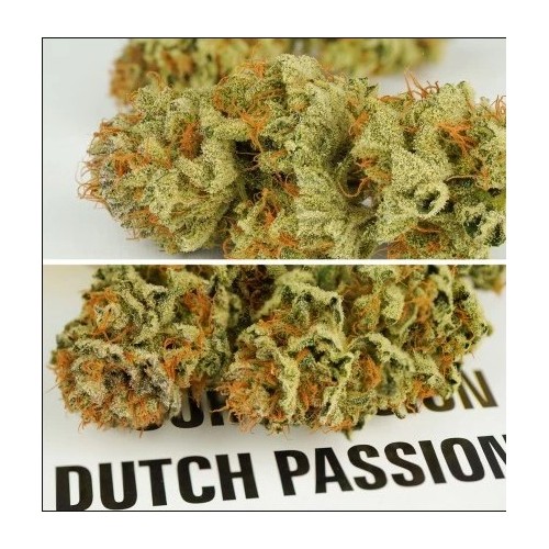 Auto Mokum's Tulip - Dutch Passion femminizzati