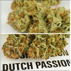 Auto Mokum's Tulip - Dutch Passion femminizzati