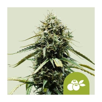 Haze Berry Auto
- Haze Berry x Blueberry Auto
- Sativa 65% / Indica 30% /  Ruderalis 5%
- 8- 9 Settimane