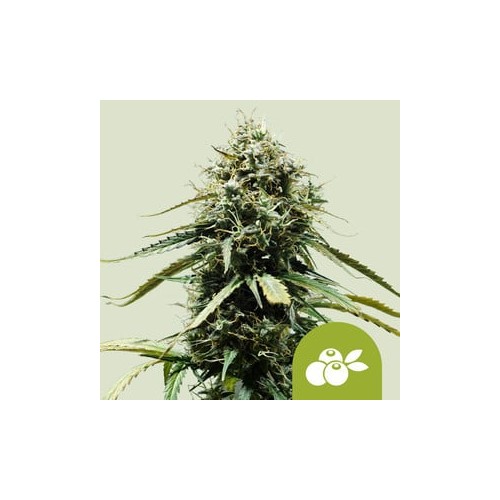 Haze Berry Auto

- Haze Berry x Blueberry Auto

- Sativa 65% / Indica 30% /  Ruderalis 5%

- 8- 9 Settimane