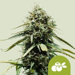 Haze Berry Auto

- Haze Berry x Blueberry Auto

- Sativa 65% / Indica 30% /  Ruderalis 5%

- 8- 9 Settimane
