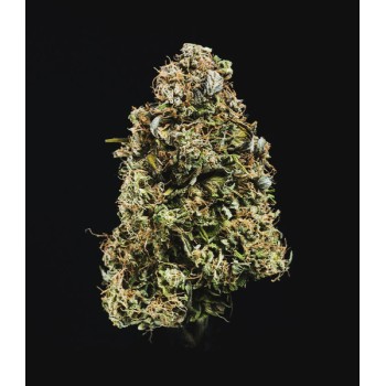 Haze Berry Auto
- Haze Berry x Blueberry Auto
- Sativa 65% / Indica 30% /  Ruderalis 5%
- 8- 9 Settimane 2