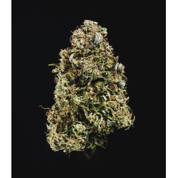 Haze Berry Auto - Royal Queen Seeds femminizzati