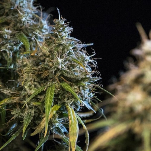 Haze Berry Auto - Royal Queen Seeds femminizzati