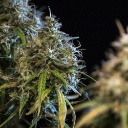 Haze Berry Auto - Royal Queen Seeds femminizzati