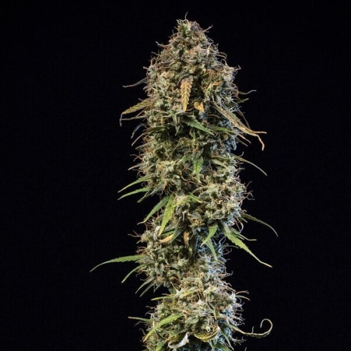 Haze Berry Auto - Royal Queen Seeds femminizzati