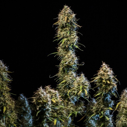 Haze Berry Auto - Royal Queen Seeds femminizzati