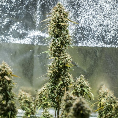 Haze Berry Auto - Royal Queen Seeds femminizzati