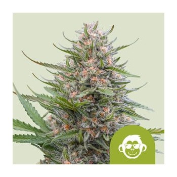 - Grape Ape x OG Kush Auto  
- Sativa 10%  /  Indica 85% / Ruderalis 5%
- 8-9 Settimane