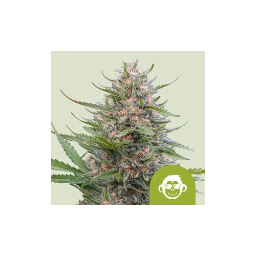 - Grape Ape x OG Kush Auto  

- Sativa 10%  /  Indica 85% / Ruderalis 5%

- 8-9 Settimane