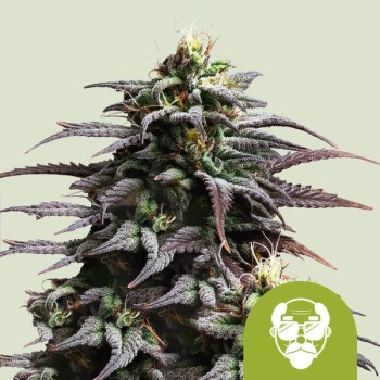 Granddaddy Purple
- Granddaddy Purple x Big Bud Auto
- Sativa 20% / 75% Indica / 5% Ruderalis