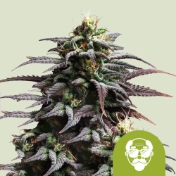 Granddaddy Purple

- Granddaddy Purple x Big Bud Auto
- Sativa 20% / 75% Indica / 5% Ruderalis