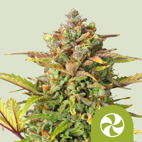 Sweet ZZ
- Sweet ZZ x Diesel Auto

- Sativa 35% /  Indica 60% / Ruderalis 5%