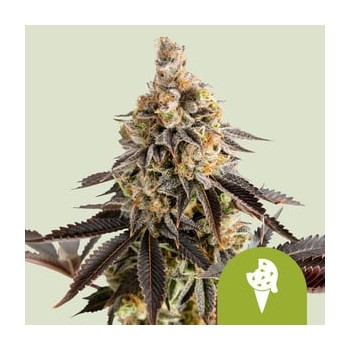 Cookies Gelato Auto
- Cookies Gelato x Big Skunk Auto
- Sativa 20% / 75% Indica / 5% Ruderalis
- 8-9 settimane