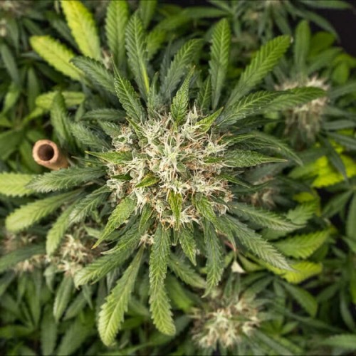 Cookies Gelato Auto - Royal Queen Seeds...