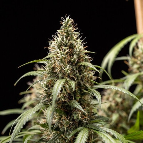 Cookies Gelato Auto - Royal Queen Seeds...