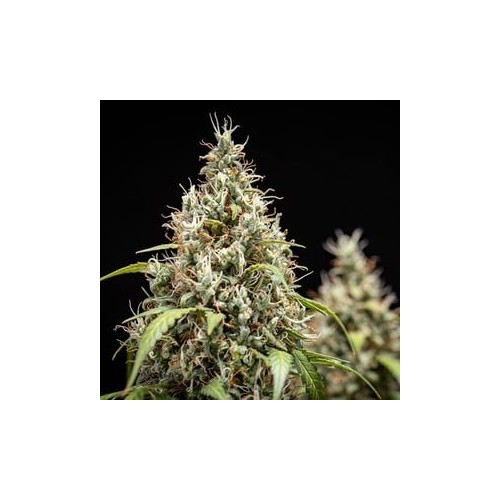 Cookies Gelato Auto - Royal Queen Seeds...