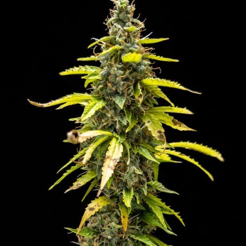 Royal Runtz Auto - Royal Queen Seeds femminizzati