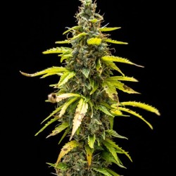 Royal Runtz Auto - Royal Queen Seeds femminizzati