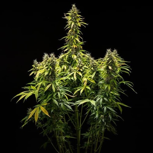 Royal Runtz Auto - Royal Queen Seeds femminizzati