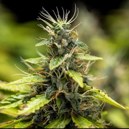 Royal Runtz Auto - Royal Queen Seeds femminizzati