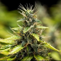 Royal Runtz Auto - Royal Queen Seeds femminizzati