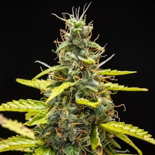 Royal Runtz Auto - Royal Queen Seeds femminizzati