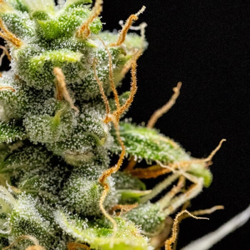 Royal Runtz Auto - Royal Queen Seeds femminizzati