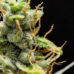 Royal Runtz Auto - Royal Queen Seeds femminizzati