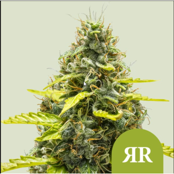 Royal Runtz Auto
- Royal Runtz x Ruderalis
- Sativa 50% / Indica 45% / Ruderalis 5%
- 7-8 Settimane