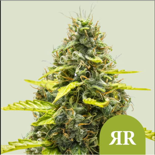 Royal Runtz Auto

- Royal Runtz x Ruderalis

- Sativa 50% / Indica 45% / Ruderalis 5%

- 7-8 Settimane