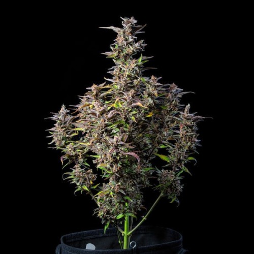 Watermelon Auto - Royal Queen Seeds femminizzati
