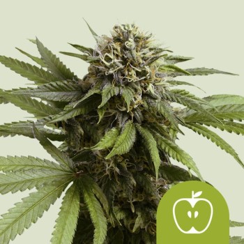Apple Fritter Auto 
- Sour Apple Auto x Animal Cookies
- Sativa 35% /  Indica 60% /  Ruderalis 5%
- 8-10 Settimane