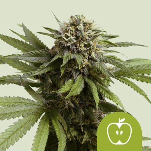 Apple Fritter Auto 

- Sour Apple Auto x Animal Cookies

- Sativa 35% /  Indica 60% /  Ruderalis 5%

- 8-10 Settimane